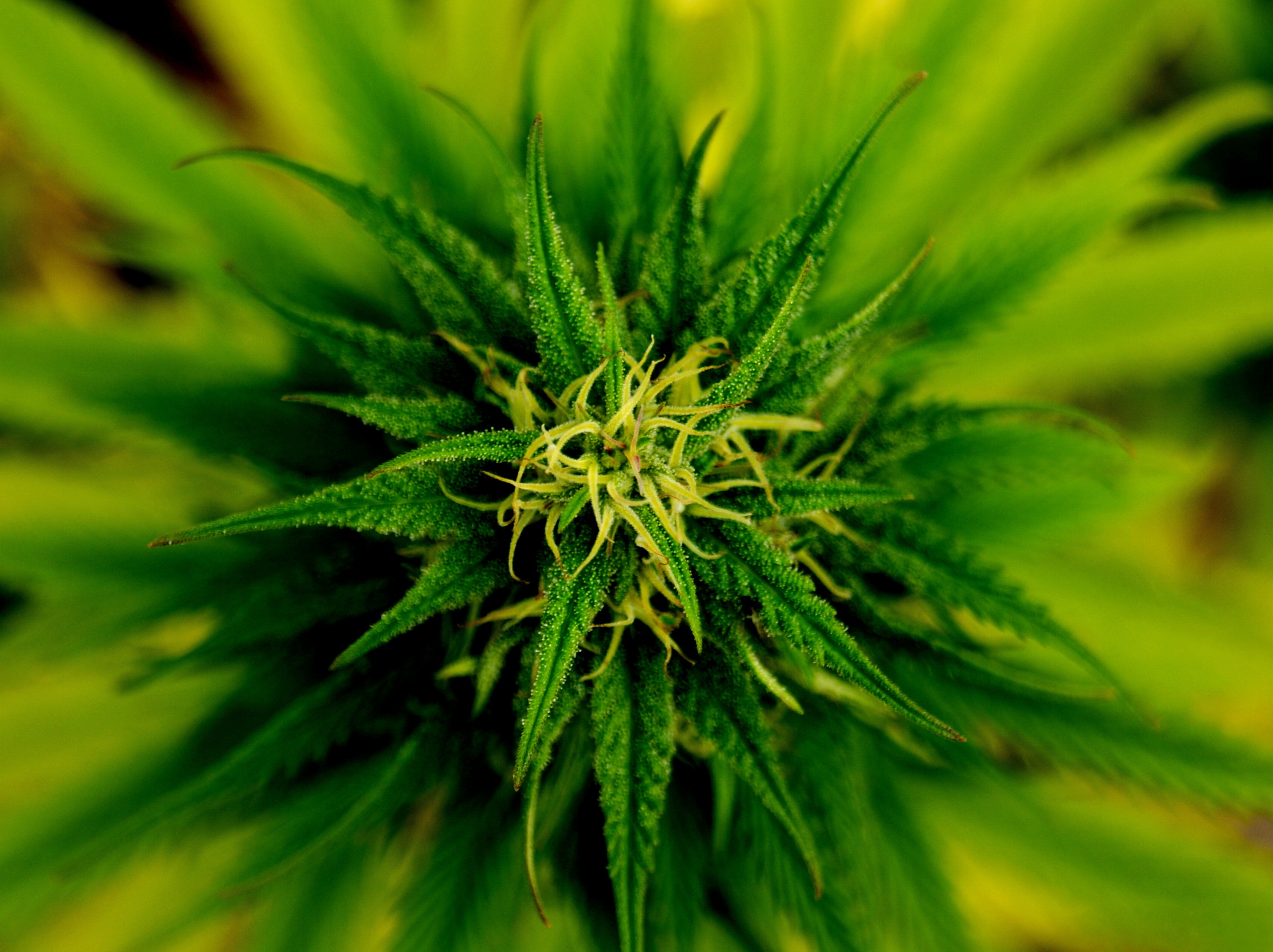 El consumo de cannabis: Una mala decisión